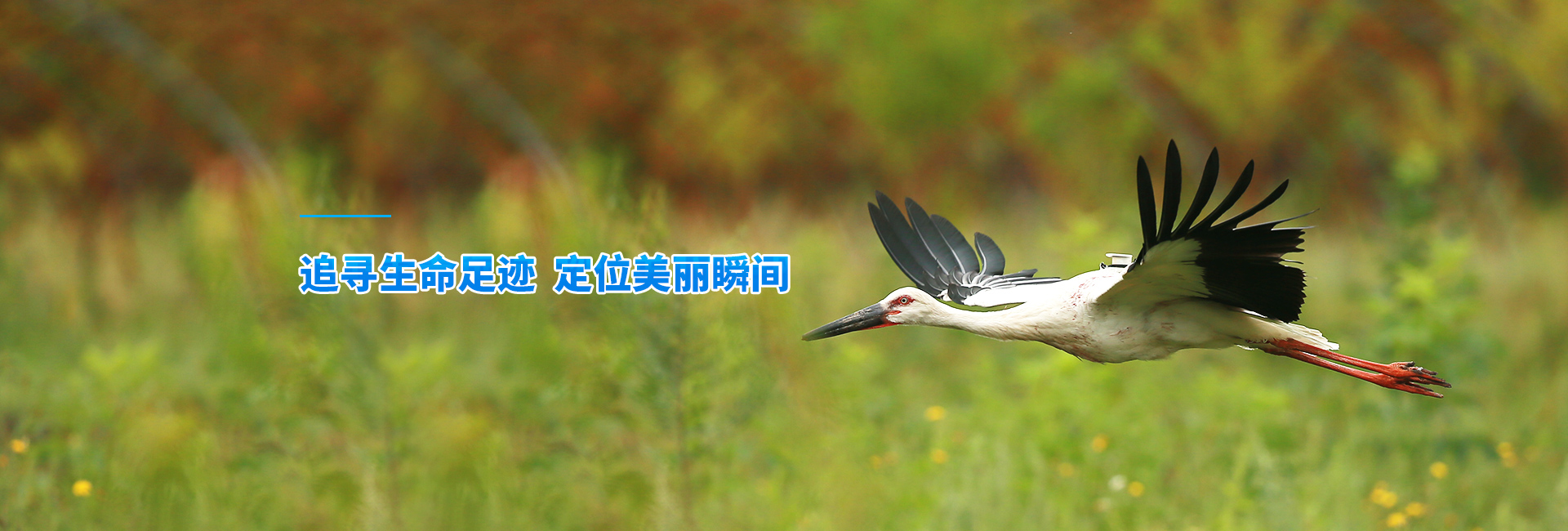 威廉希尔官方_湖南野生动物追踪|湖南卫星追踪器